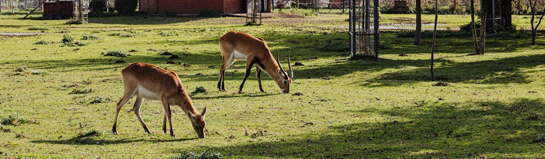 Wildpark Donsbach Wetzlar Lahn-Dill Wildtiere Natur Familie