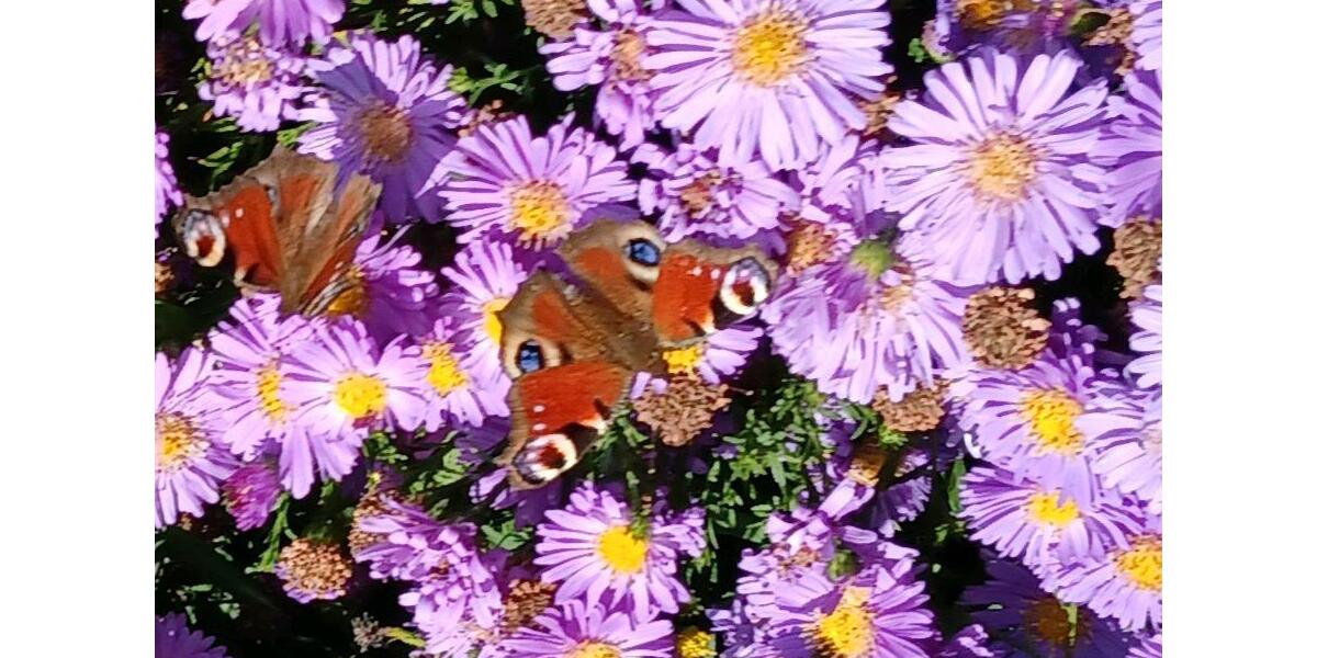 Bungalow Weilburg - 2 Zimmer, 100 m&sup2;, 1.000&euro; | Angebot:20743186