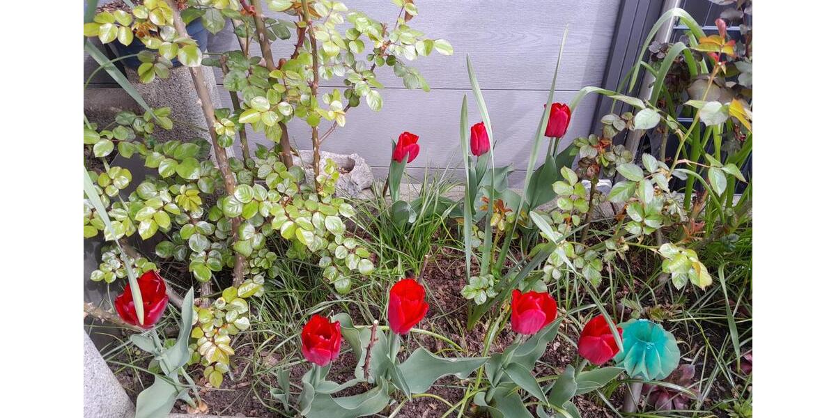 Reihenhaus Gießen Allendorf - 5 Zimmer, 126 m&sup2;, 575.000&euro; | Angebot:26227952